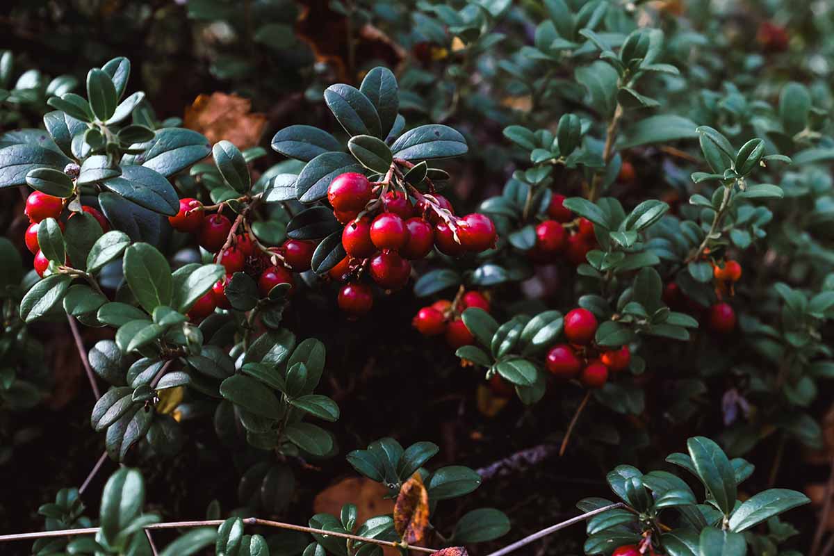 A close up horizontal image of lingonberries growing wild pictured in light sunshine.