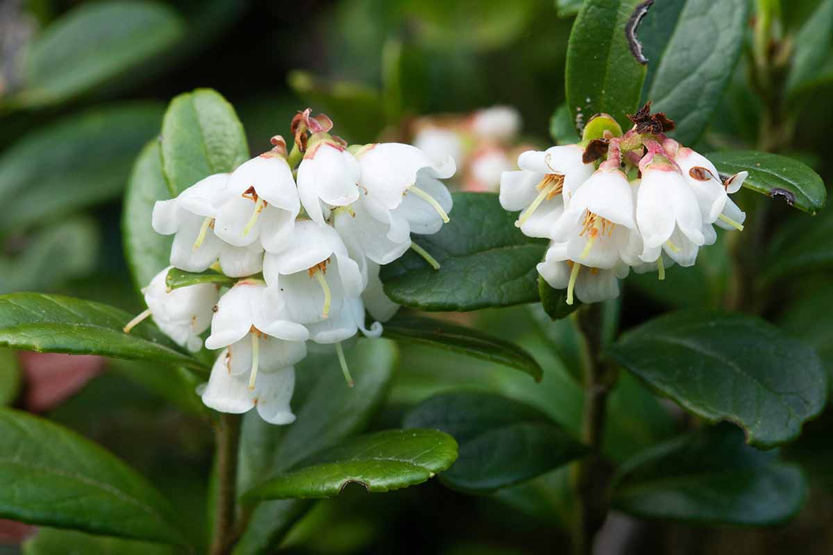 A close up horizontal image of white lingonberry flowers pictured on a soft focus background.