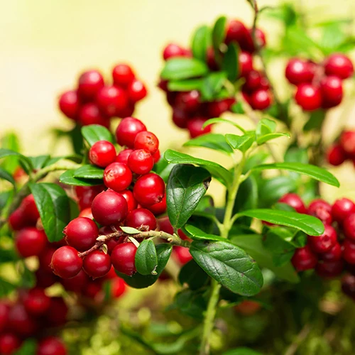A close up square image of the bright red fruits of a lingonberry, pictured on a soft focus background.