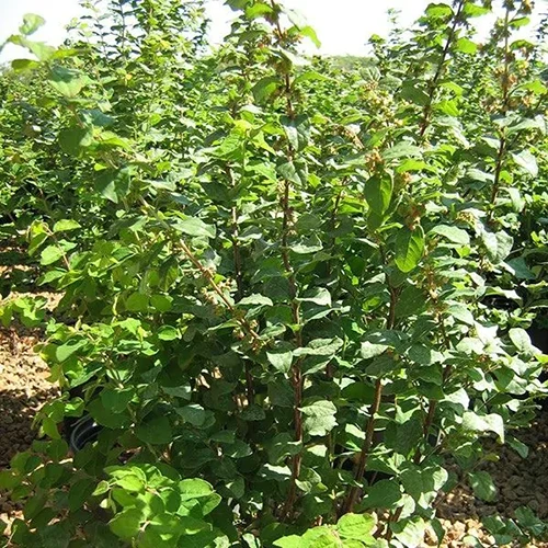 A square image of Symphoricarpos albus 'Magic Berry' growing in a sunny garden.