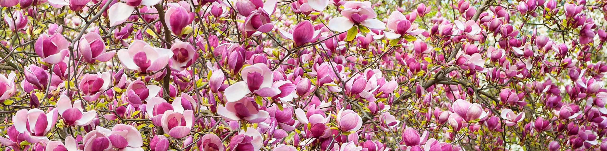 Magnolia tree blooming with pink flowers in the spring.