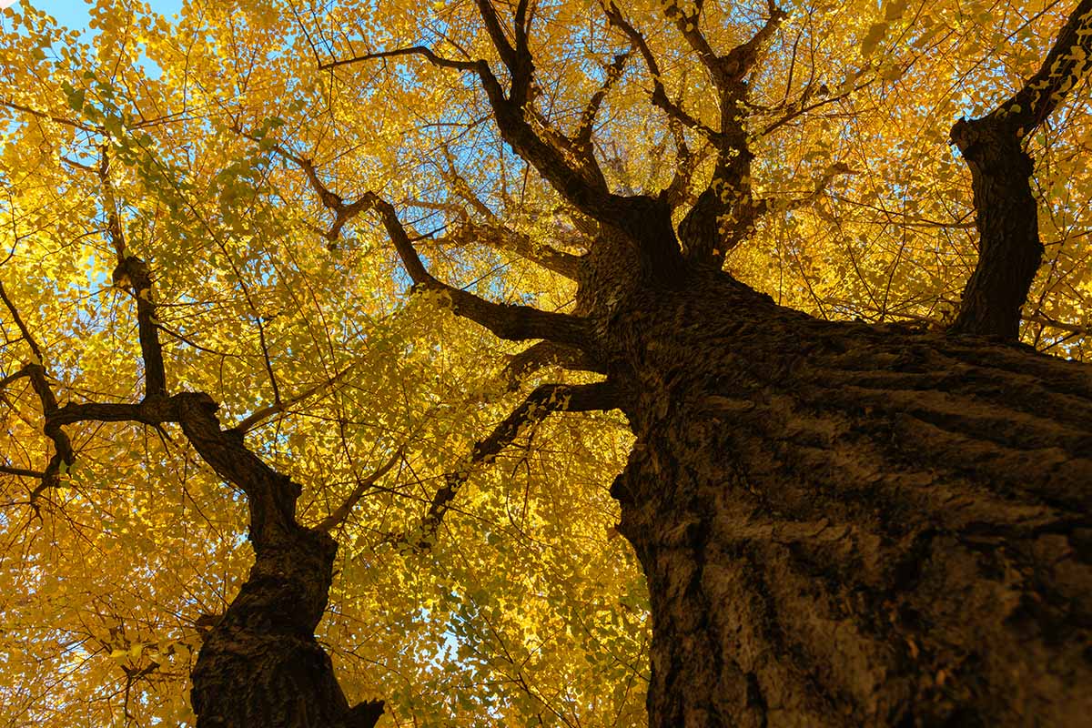 Une image horizontale d'une vue dans la canopée d'un grand arbre Ginkgo au feuillage doré à l'automne.