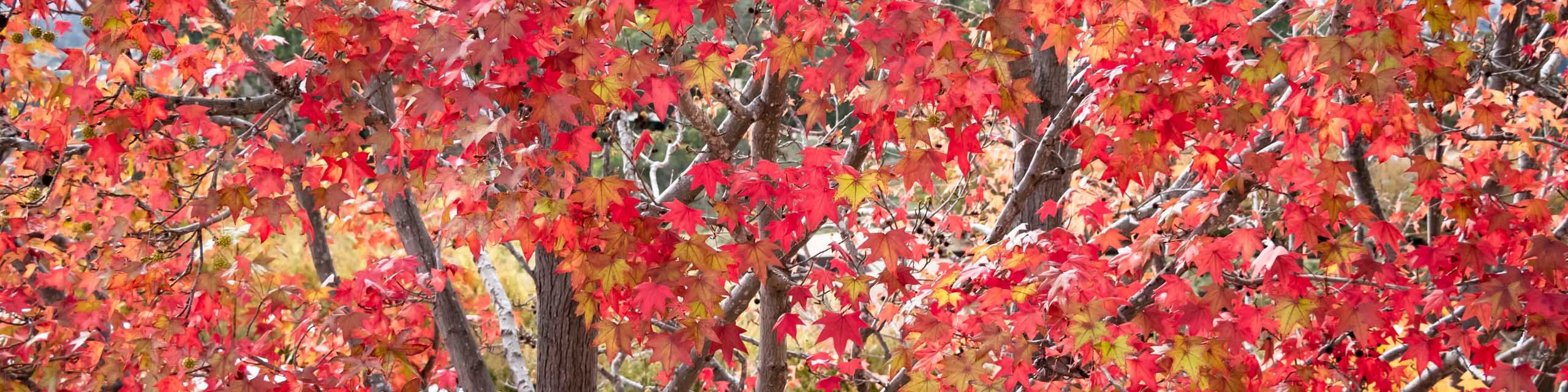 Cropped in area of a sugar maple with red autumn leaves.