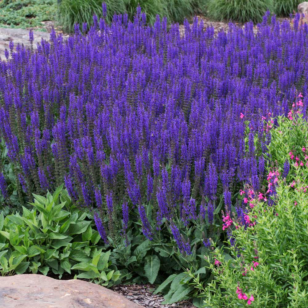 A flowerbed of Salvia 'May Night' with deep purple blooms.