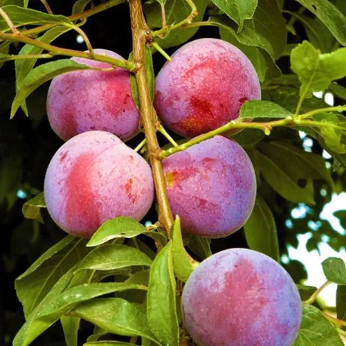A close up square image of 'Methley' plums growing in the garden.