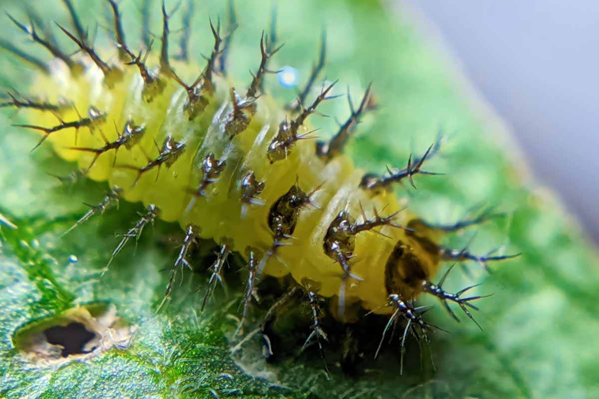 A close up horizontal image of a Epilachna varivestis in its larval form.