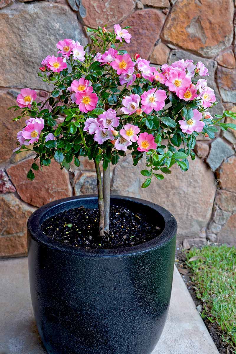 A close up vertical image of mini pink roses growing in a large pot set on a patio.
