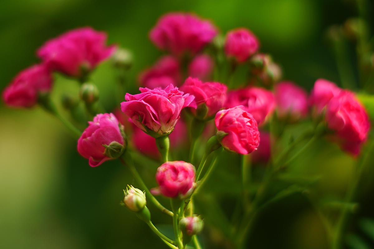 A close up horizontal image of miniature roses growing in the garden pictured in light sunshine on a soft focus background.