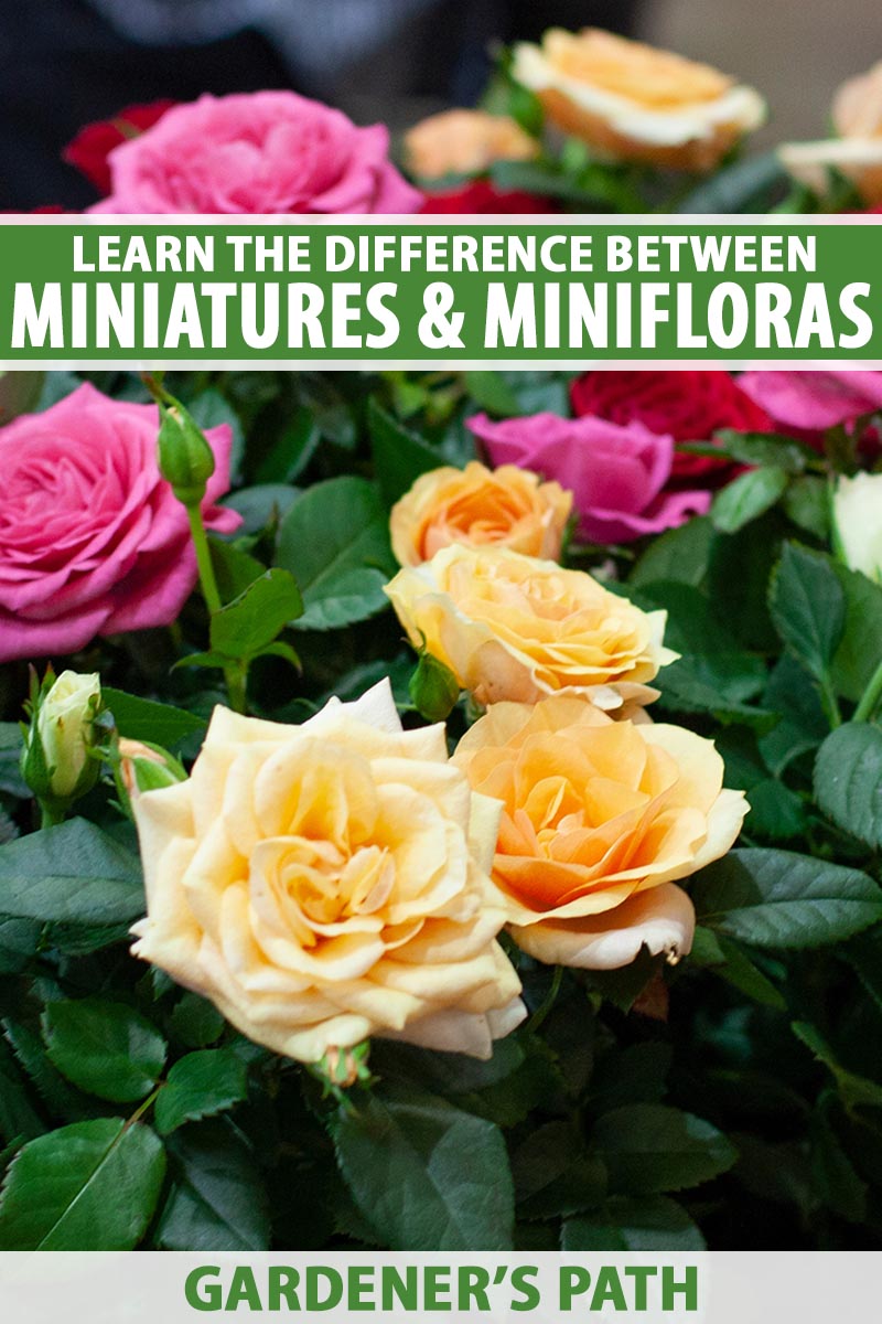 A close up vertical image of miniature roses in a variety of colors. To the top and bottom of the frame is green and white printed text.