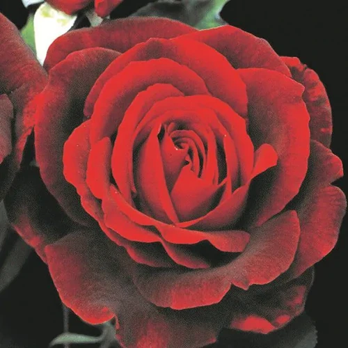 A close up square image of a single 'Mister Lincoln' red rose pictured on a soft focus background.