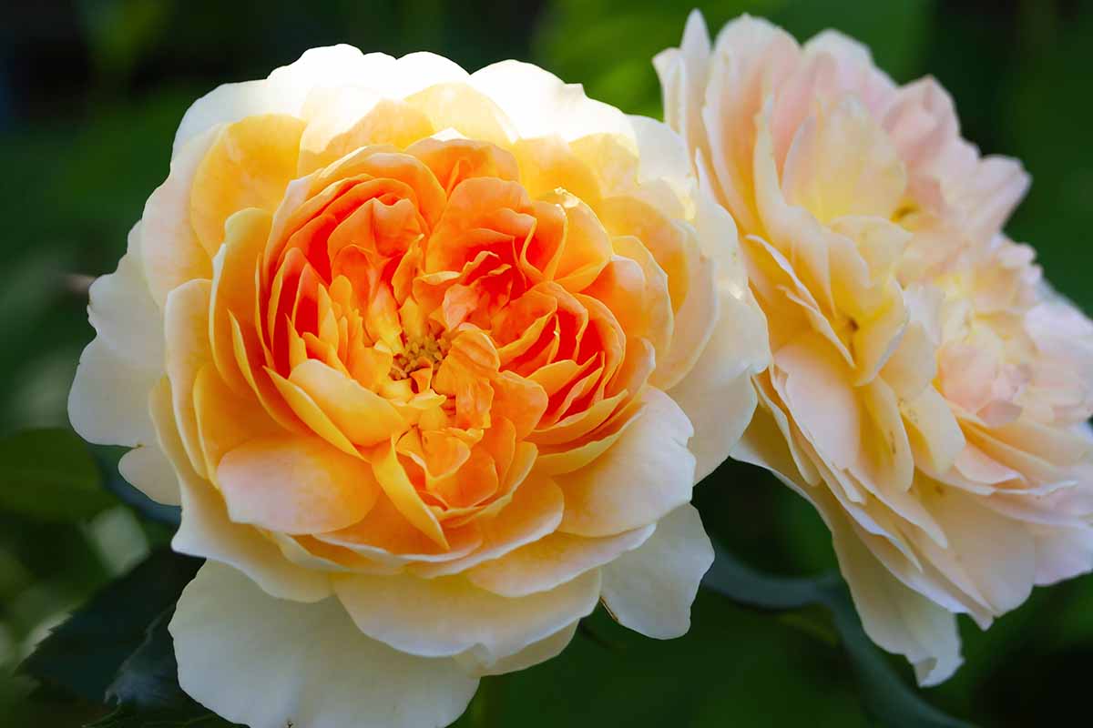 A close up horizontal image of 'Molineux' roses growing in the garden pictured on a soft focus background.