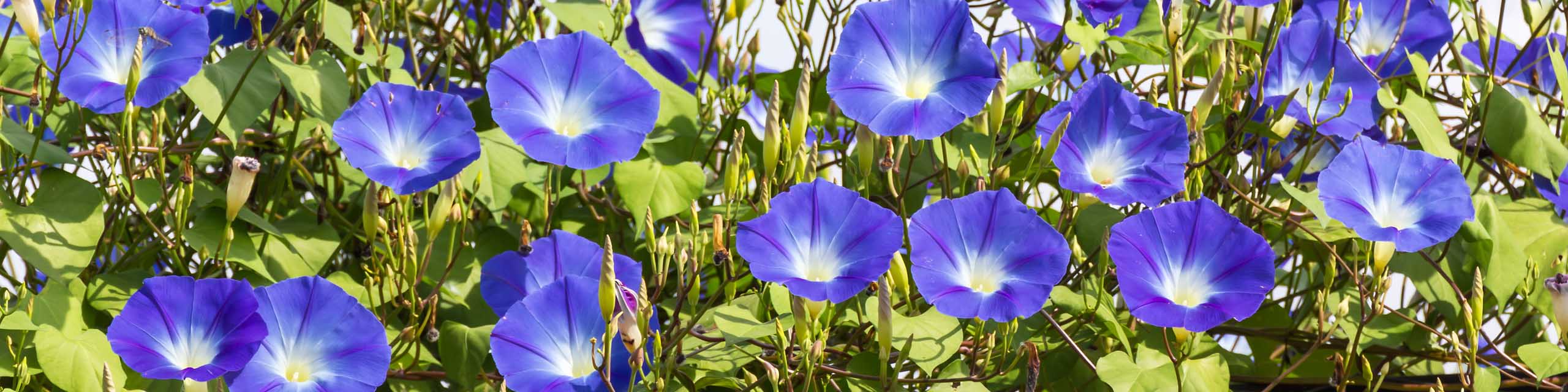 Purple-blue morning glory flowers blooming on a vine.