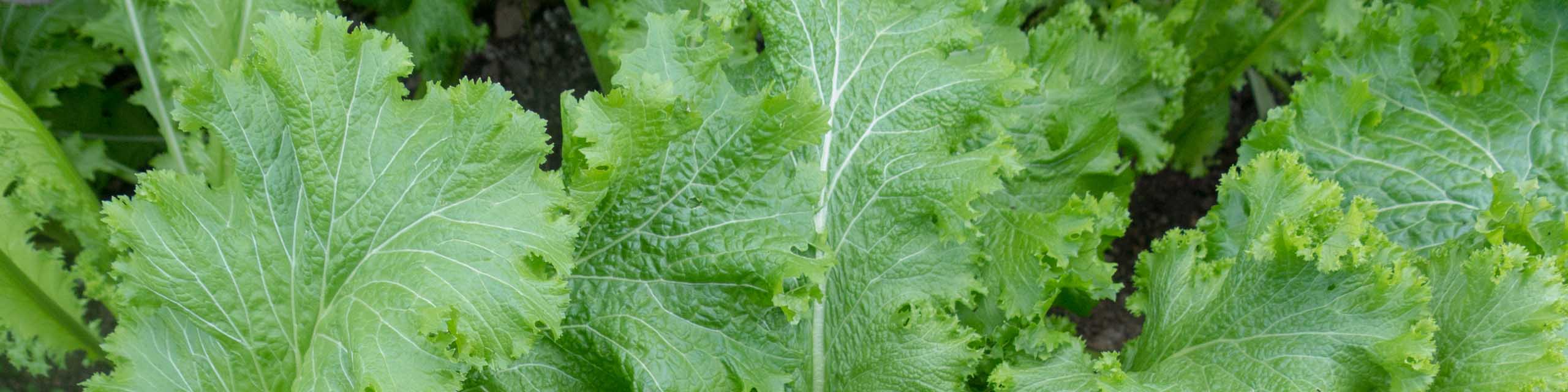 Close up of mustard greens growing in the garden.