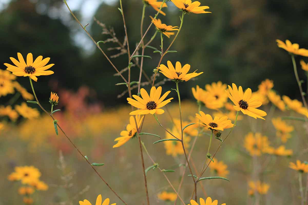 A horizontal image of native swamp sunflowers (Helianthus angustifolius) in a meadow in fall, pictured on a soft focus background.