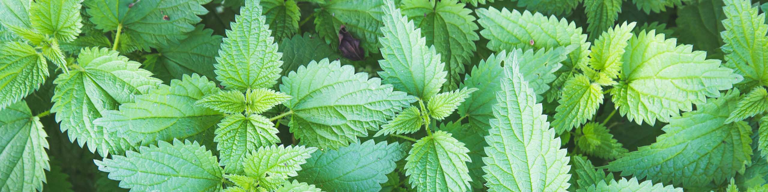 Top view of stinging nettle plants.