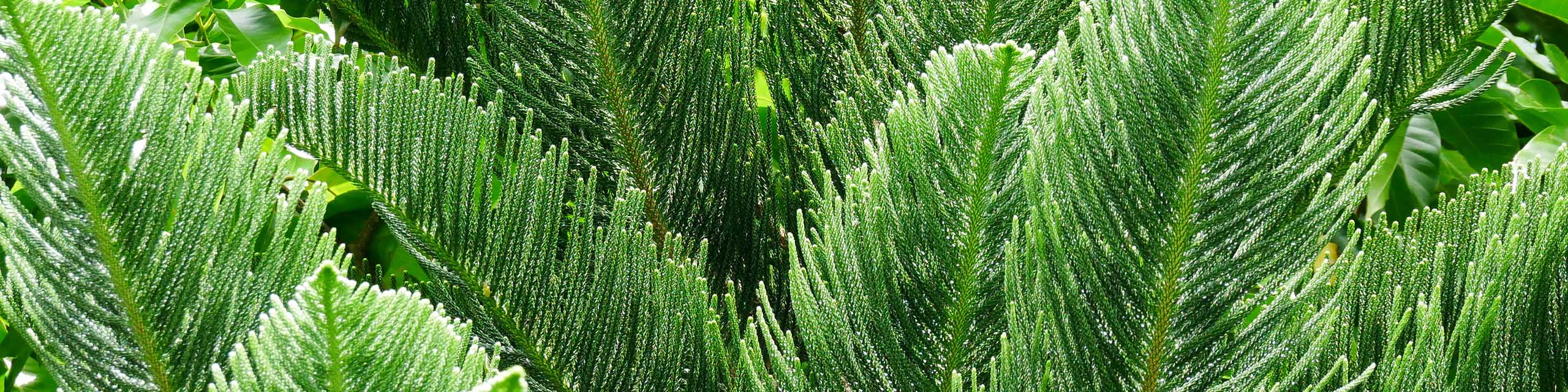 Close up of the needles of a Norfolk Island pine tree.