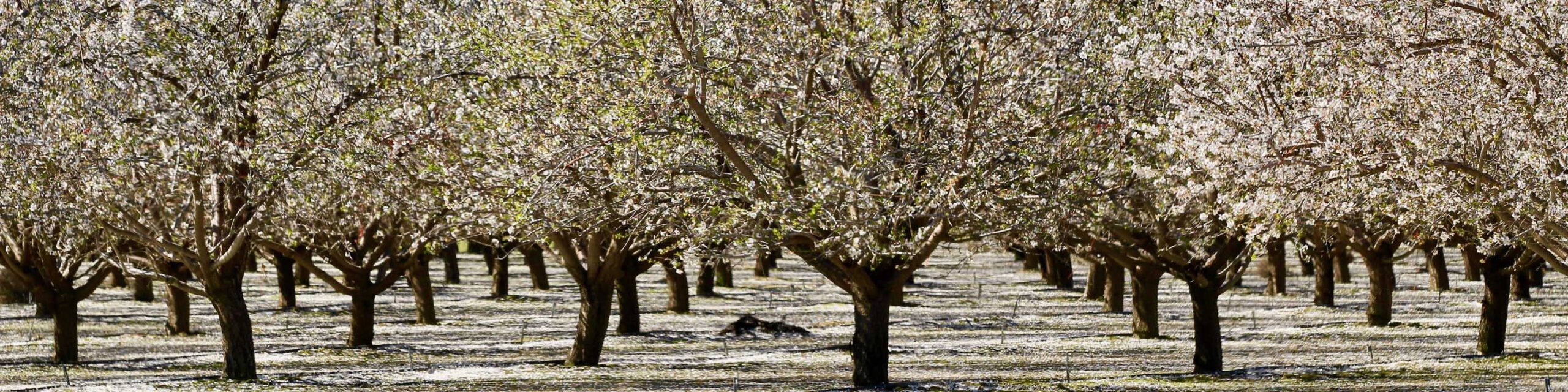 Almond orchard with rows of flowering trees.