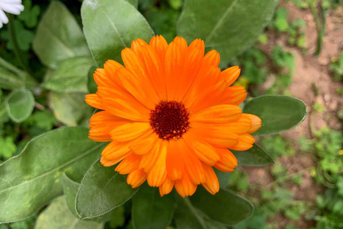 Une image horizontale en gros plan d'une seule fleur de calendula orange qui pousse dans le jardin.