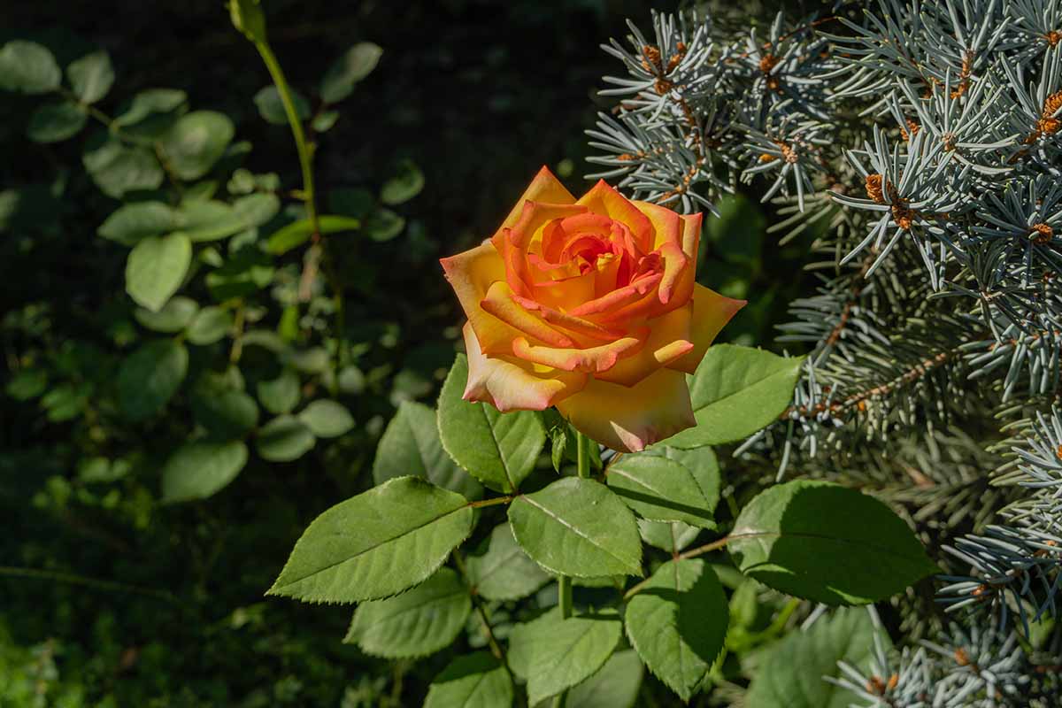 A close up horizontal image of a single orange flower growing in the garden pictured on a dark soft focus background.