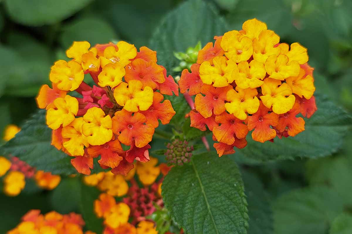A close up horizontal image of red, orange, and yellow Lantana camara flowers pictured on a soft focus background.