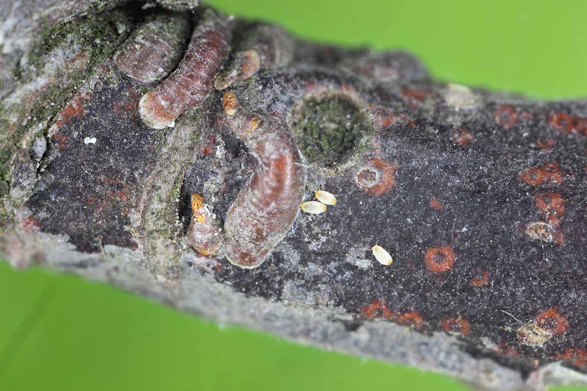 A close up horizontal image of oystershell scale on the branch of a shrub.