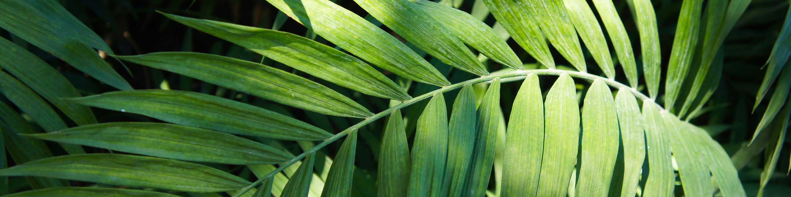 Close up of the leaves of a parlour palm plant.