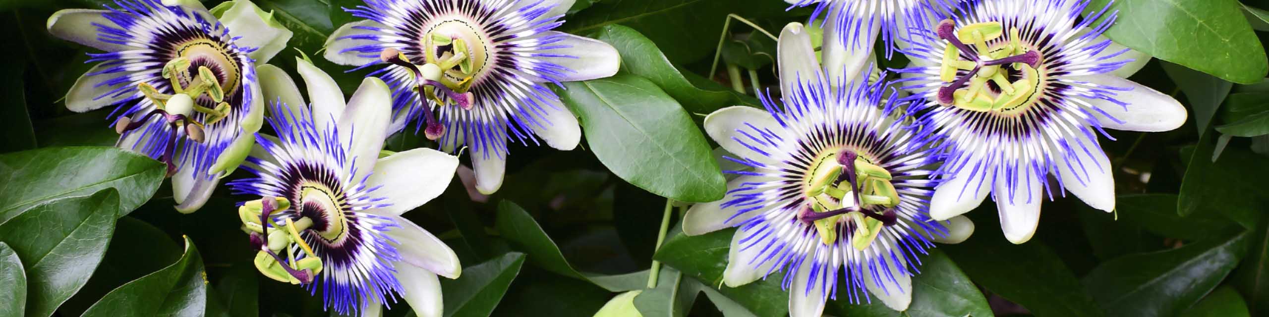 Purple, white, and yellow passionflowers blooming on the vine.