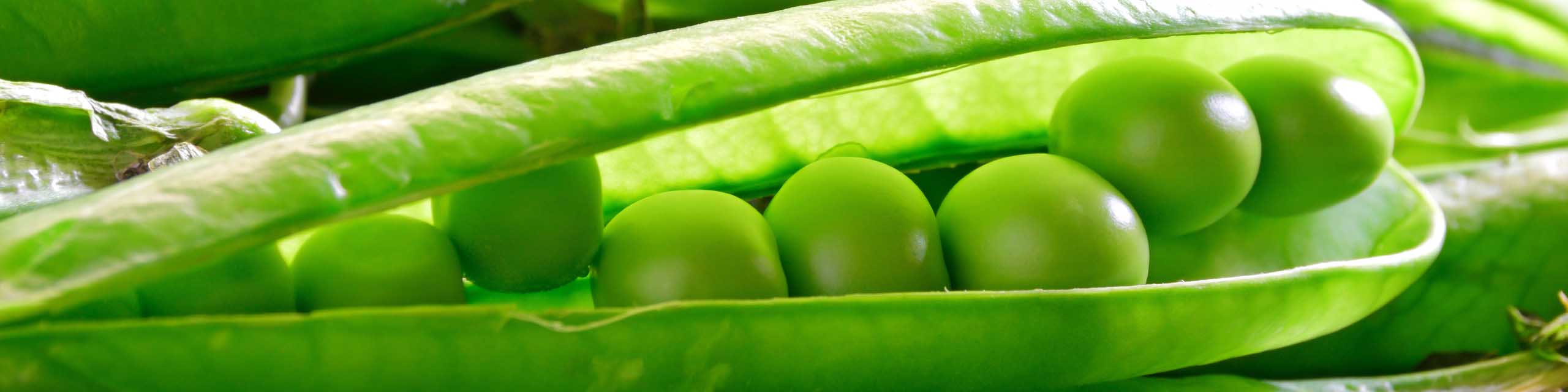 Close up of an open pea pod showing fresh peas inside.
