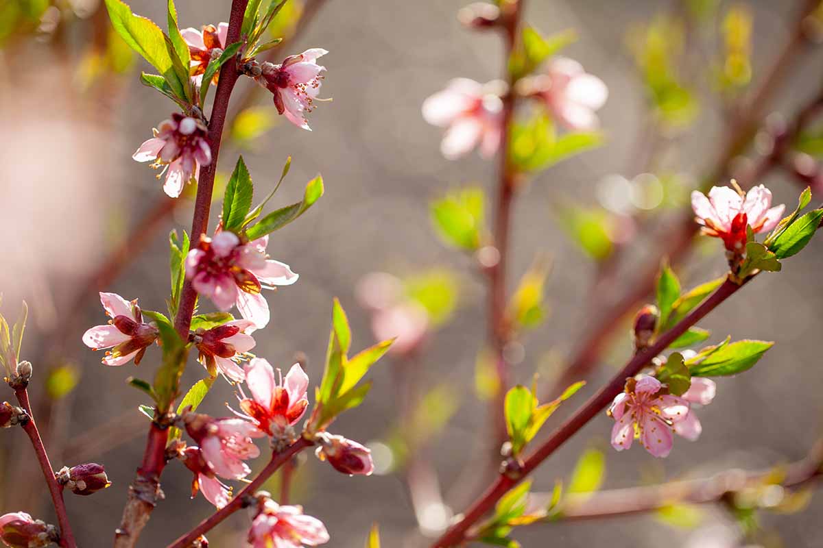 A horizontal image of 'Elberta' blossoms in spring, pictured in light sunshine on a soft focus background.