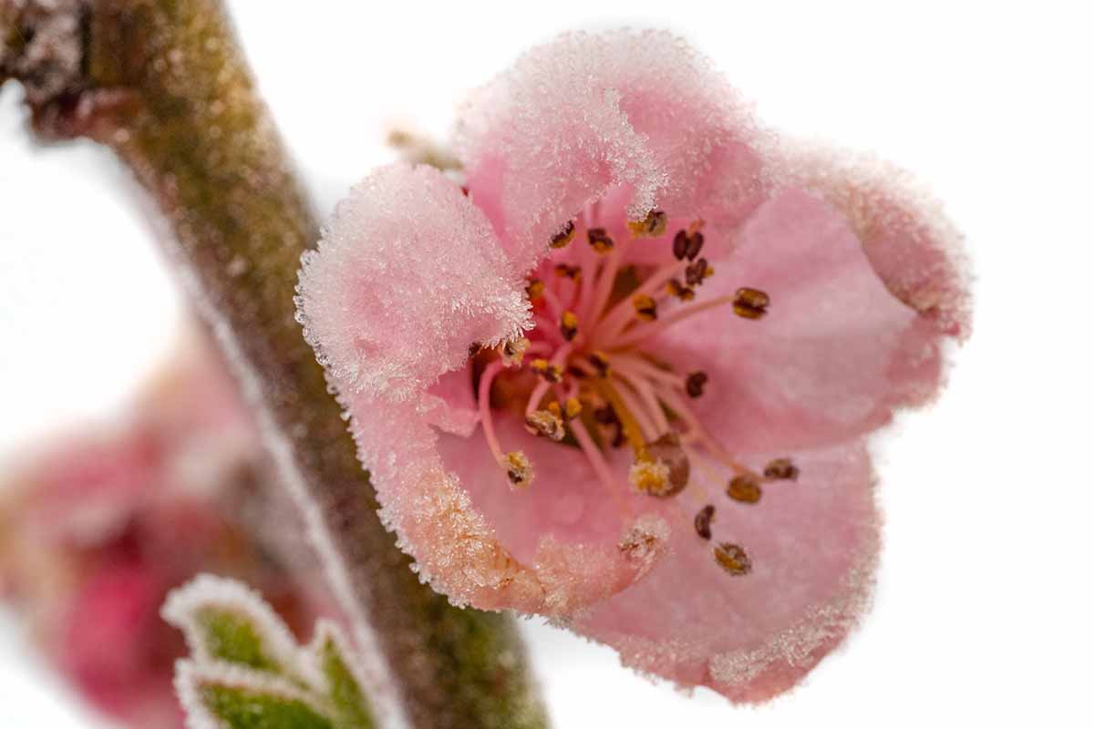 A close up horizontal image of pink peach blossoms covered in frost in the winter.