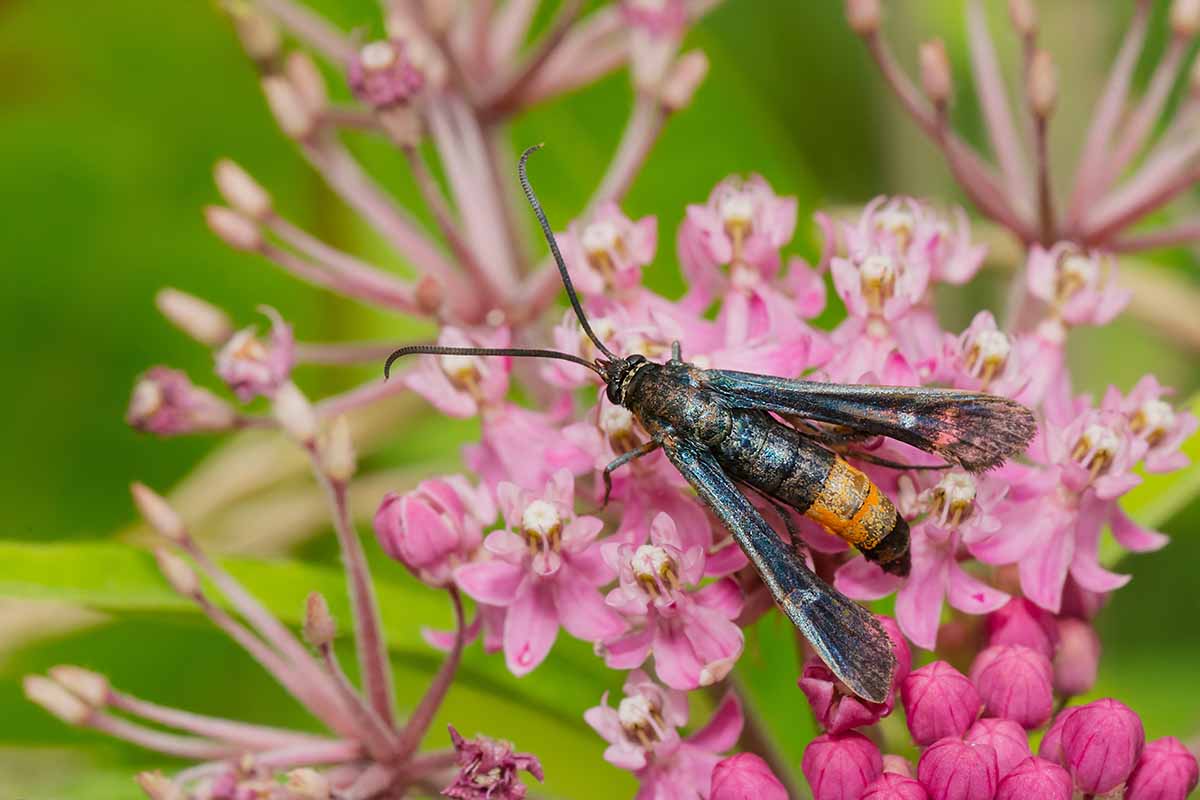 A horizontal image of a peach borer moth on a flower pictured on a soft focus background.