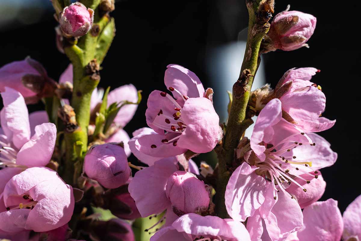 A close up horizontal image of pink peach blossoms pictured in bright sunshine on a dark background.
