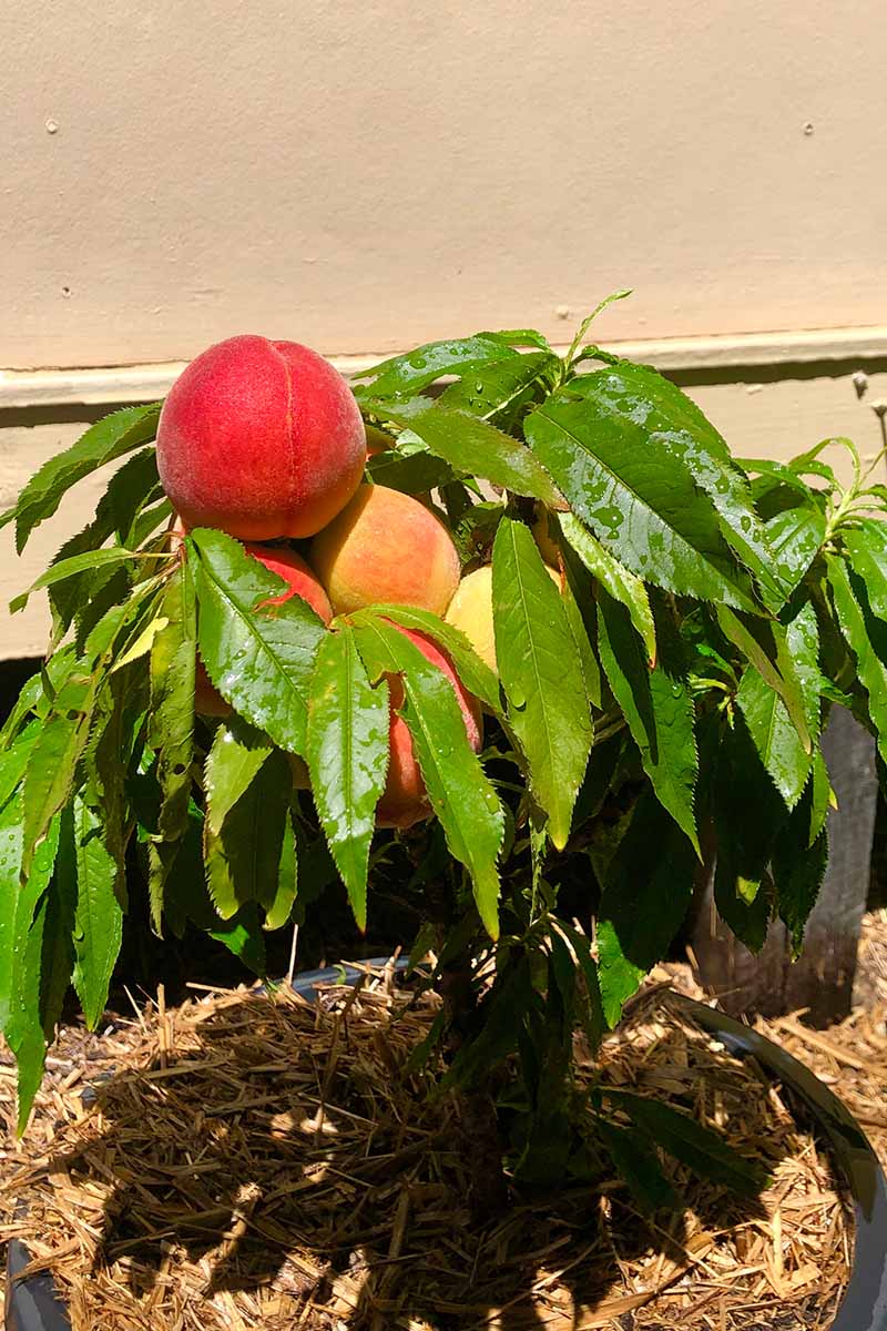 A close up vertical image of a potted peach with ripe fruits pictured in bright sunshine.