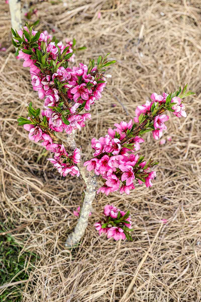 A vertical image of a blossoming peach tree growing in the garden surrounded by straw mulch.