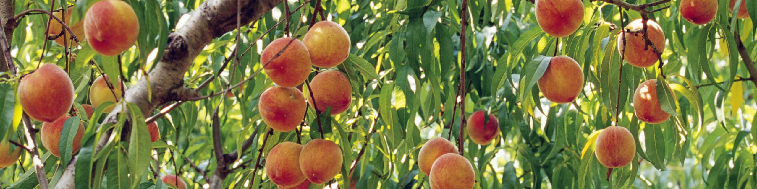 Ripe peaches hanging on the tree.