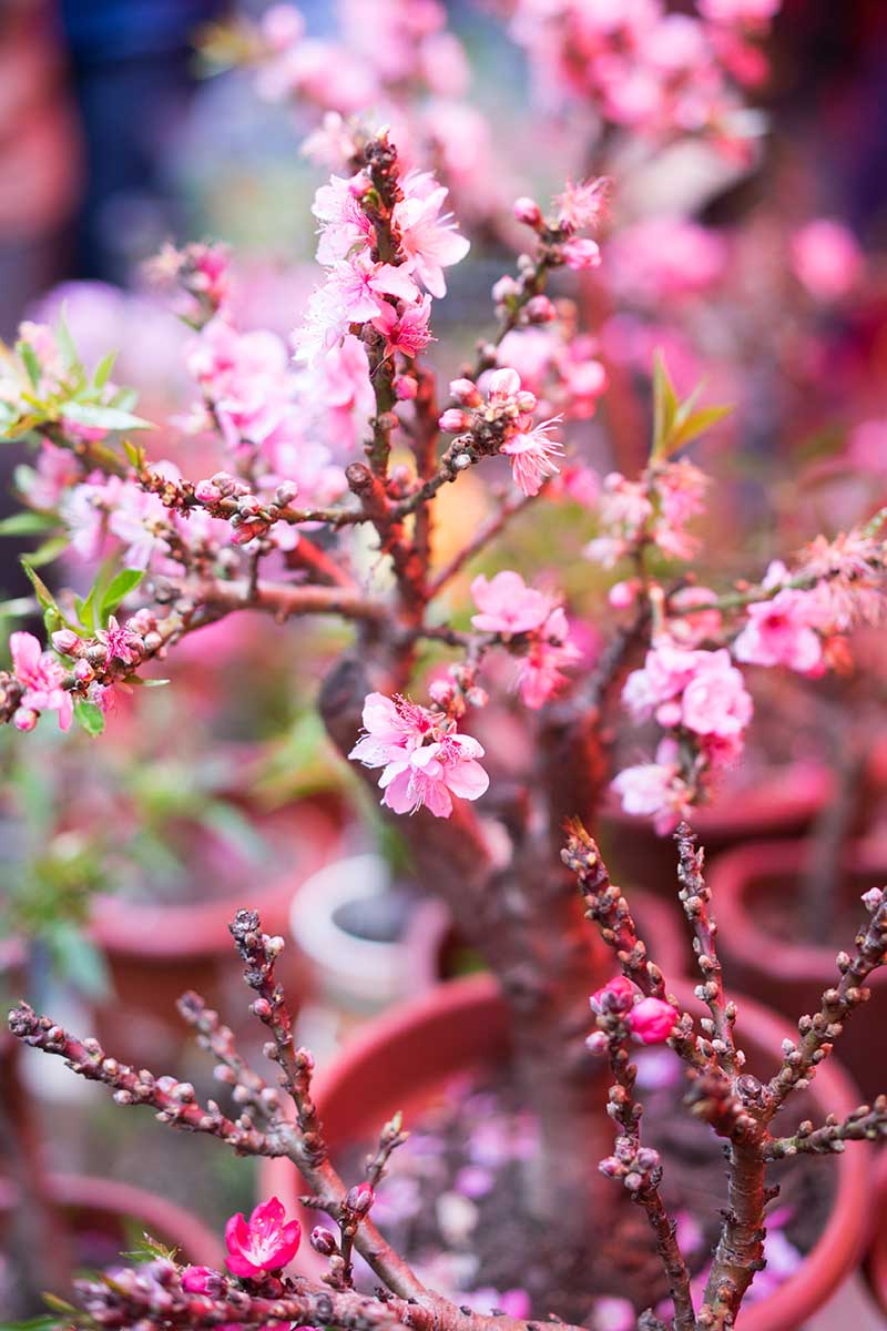 A close up vertical image of the pink blossom of a peach tree growing in a container.