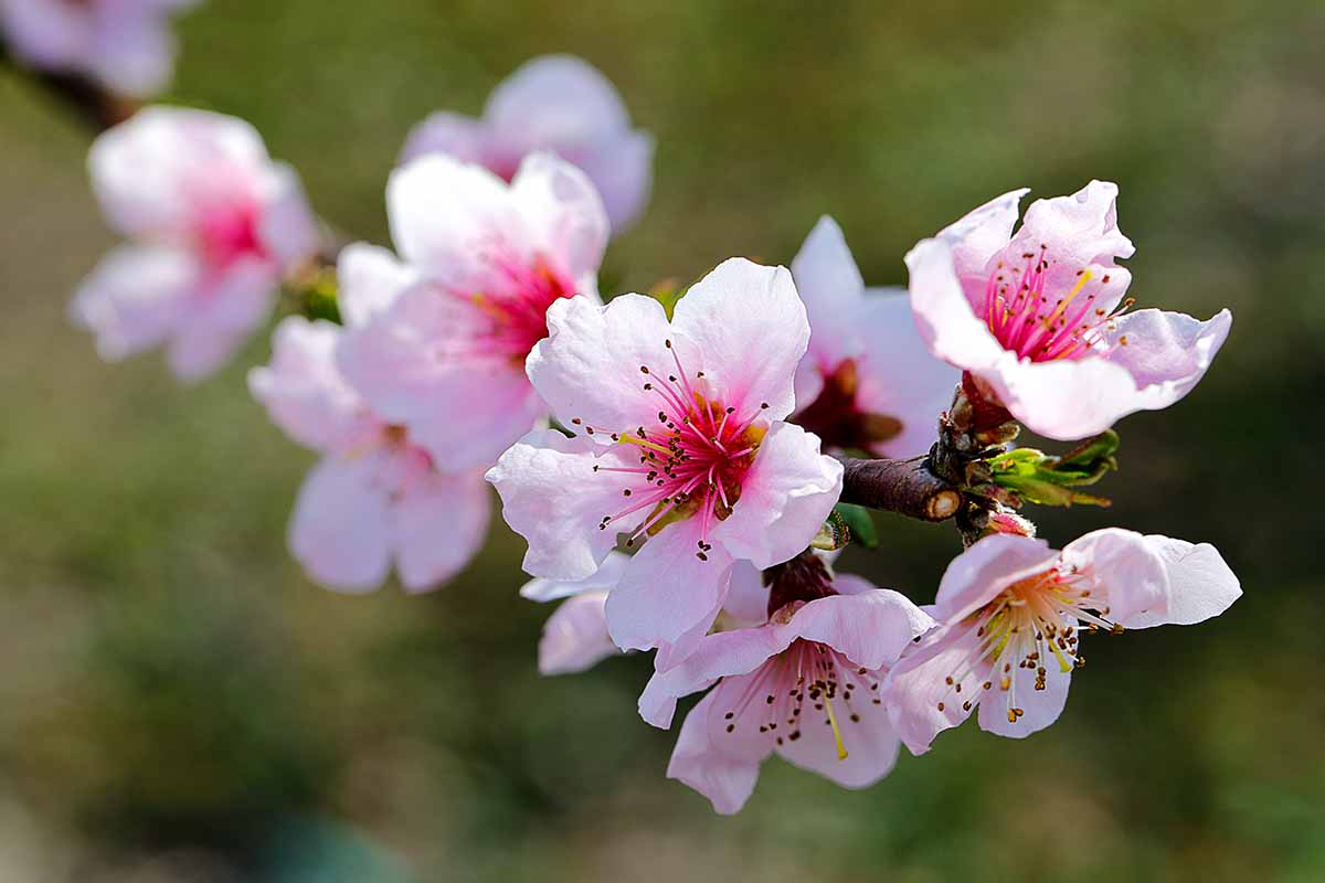A close up horizontal image of the pink blossoms of 'Golden Jubilee' pictured on a soft focus background.
