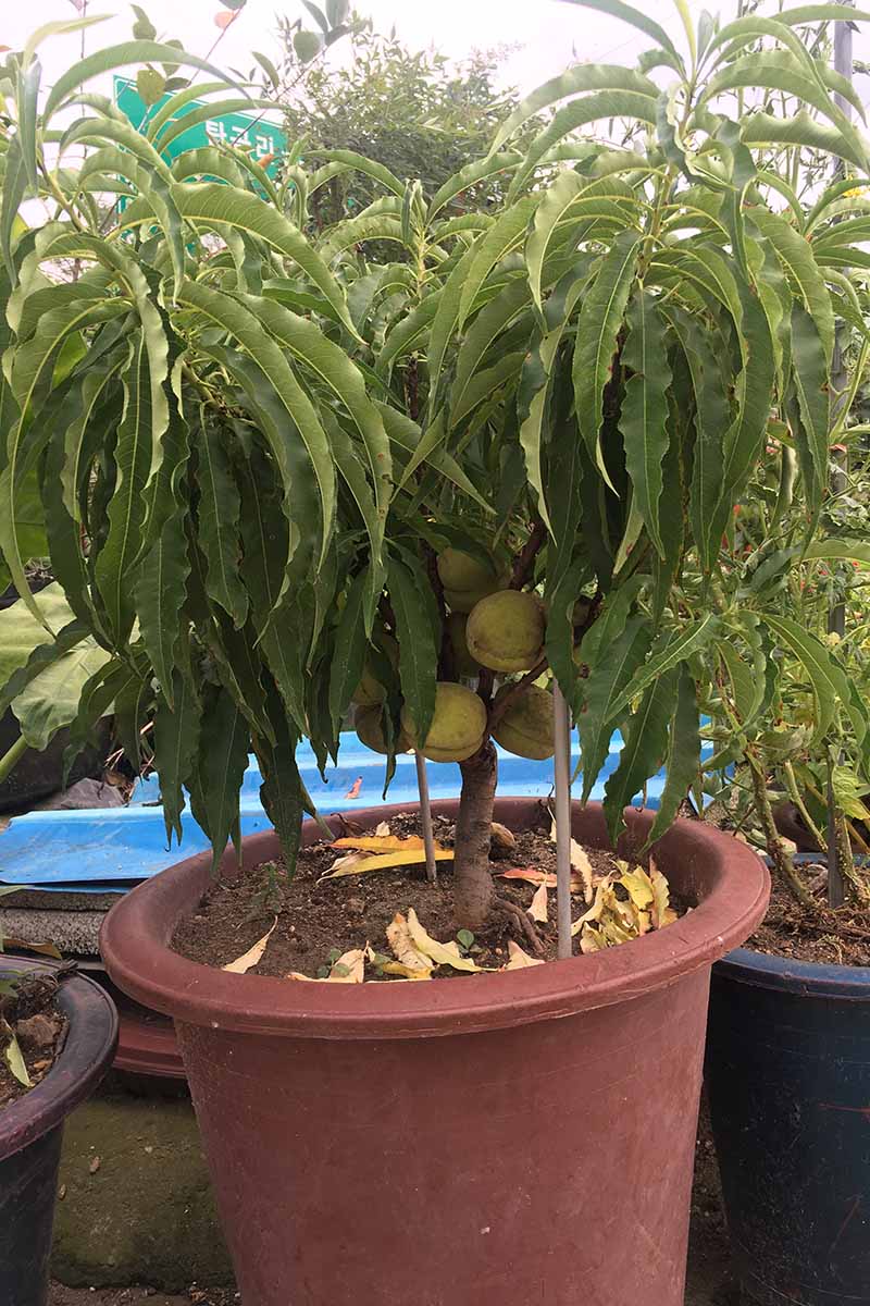 A vertical image of a peach tree growing in a container.