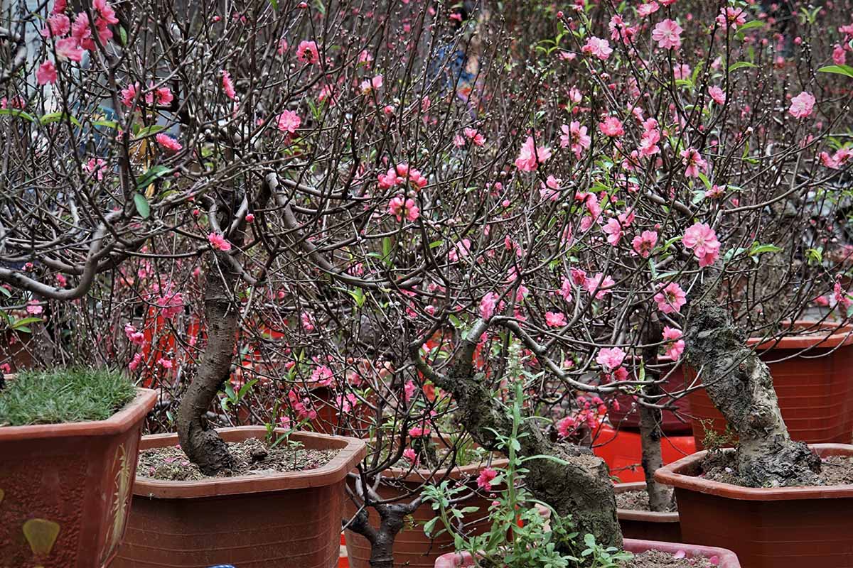 A horizontal image of of pink flowering peach trees growing in large containers outdoors.