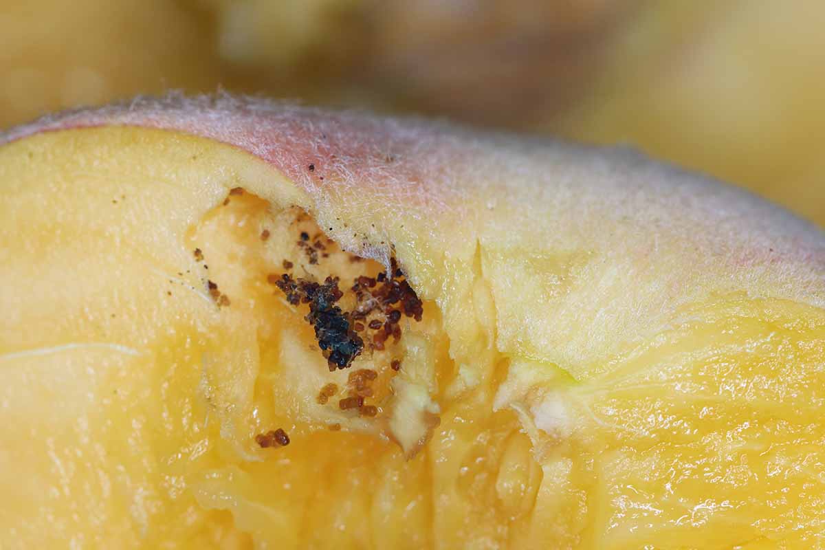 A close up horizontal image of peach twig borer larvae damaging a fruit.
