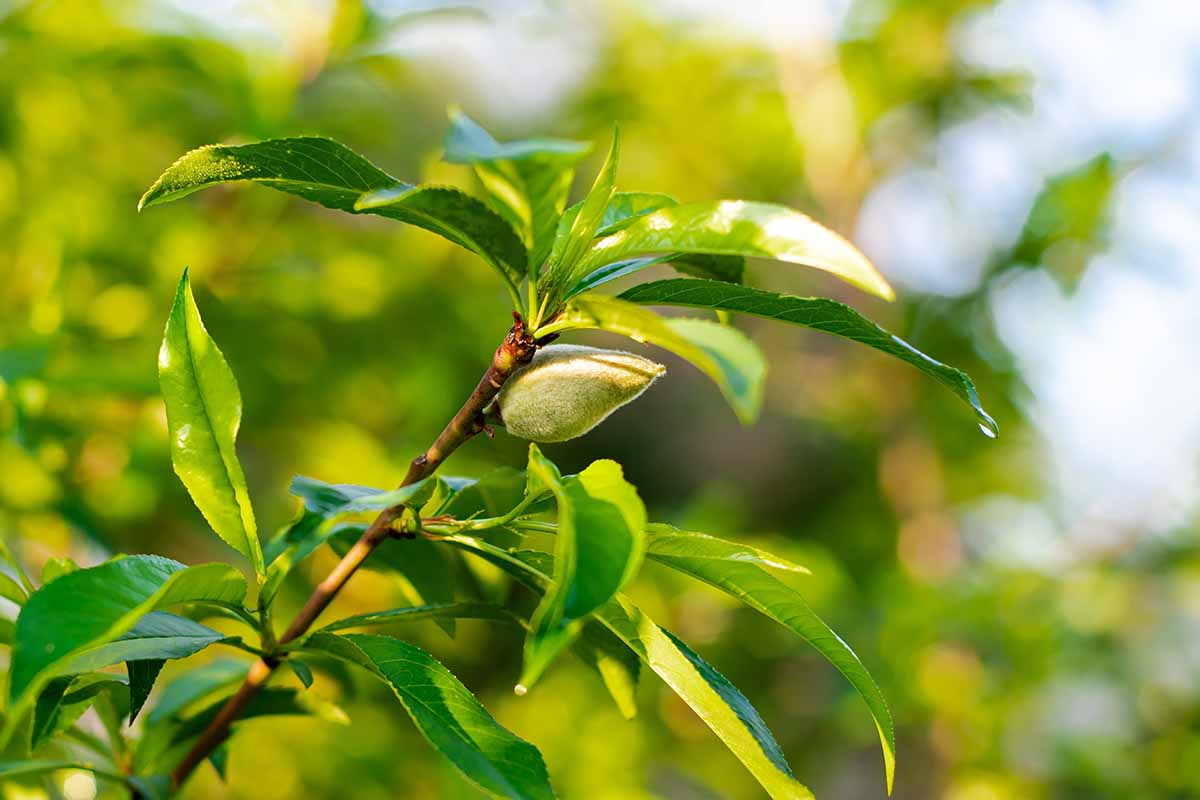 A horizontal image of a branch of a Prunus persica tree with a small peach developing, pictured in light sunshine on a soft focus background.