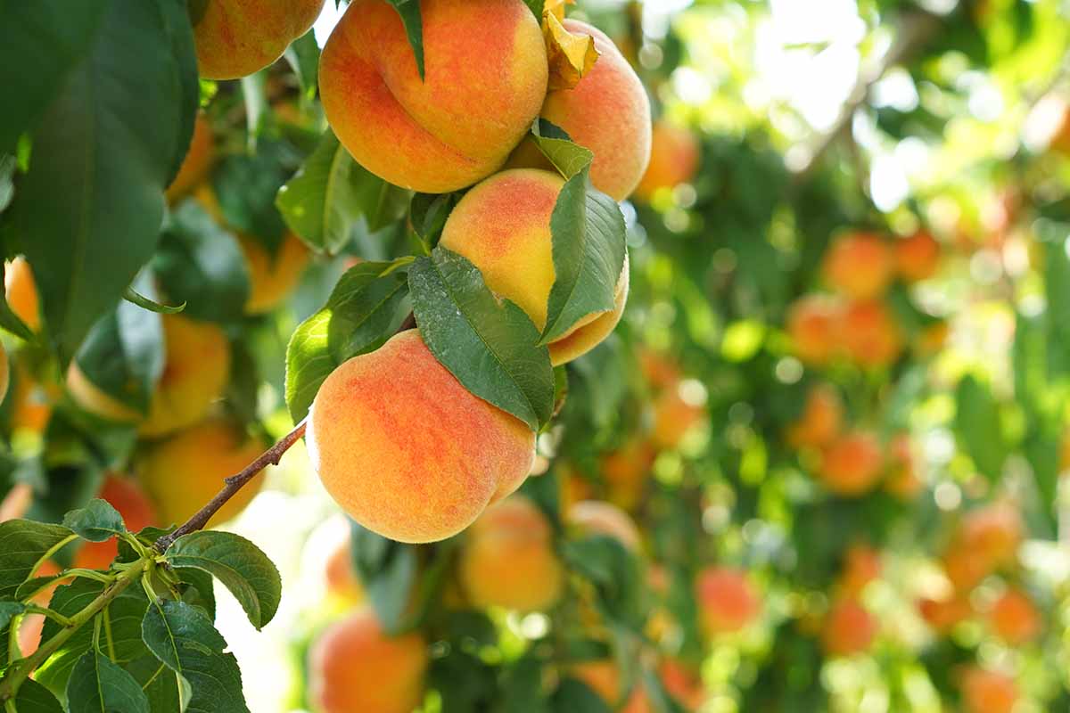 A close up horizontal image of ripe peaches growing on the trees in an orchard, pictured in light sunshine.