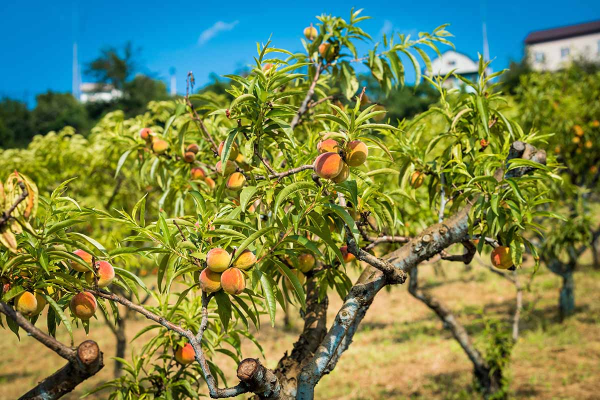 A horizontal image of ripe peaches growing in a sunny orchard pictured on a blue sky background.