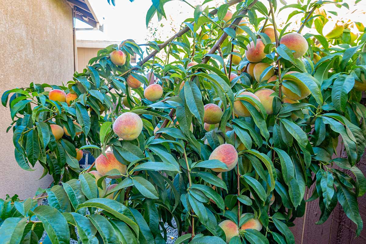 A close up horizontal image of ripe peaches growing in a container in the backyard against a wooden fence.