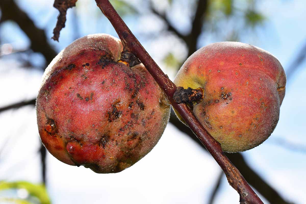 A close up horizontal image of two peaches that have started to rot pictured on a soft focus background.