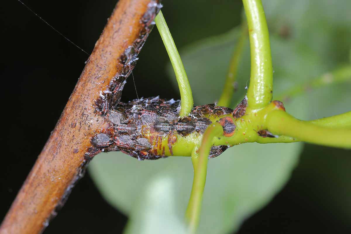 A close up horizontal image of a branch infested with insects pictured on a soft focus background.