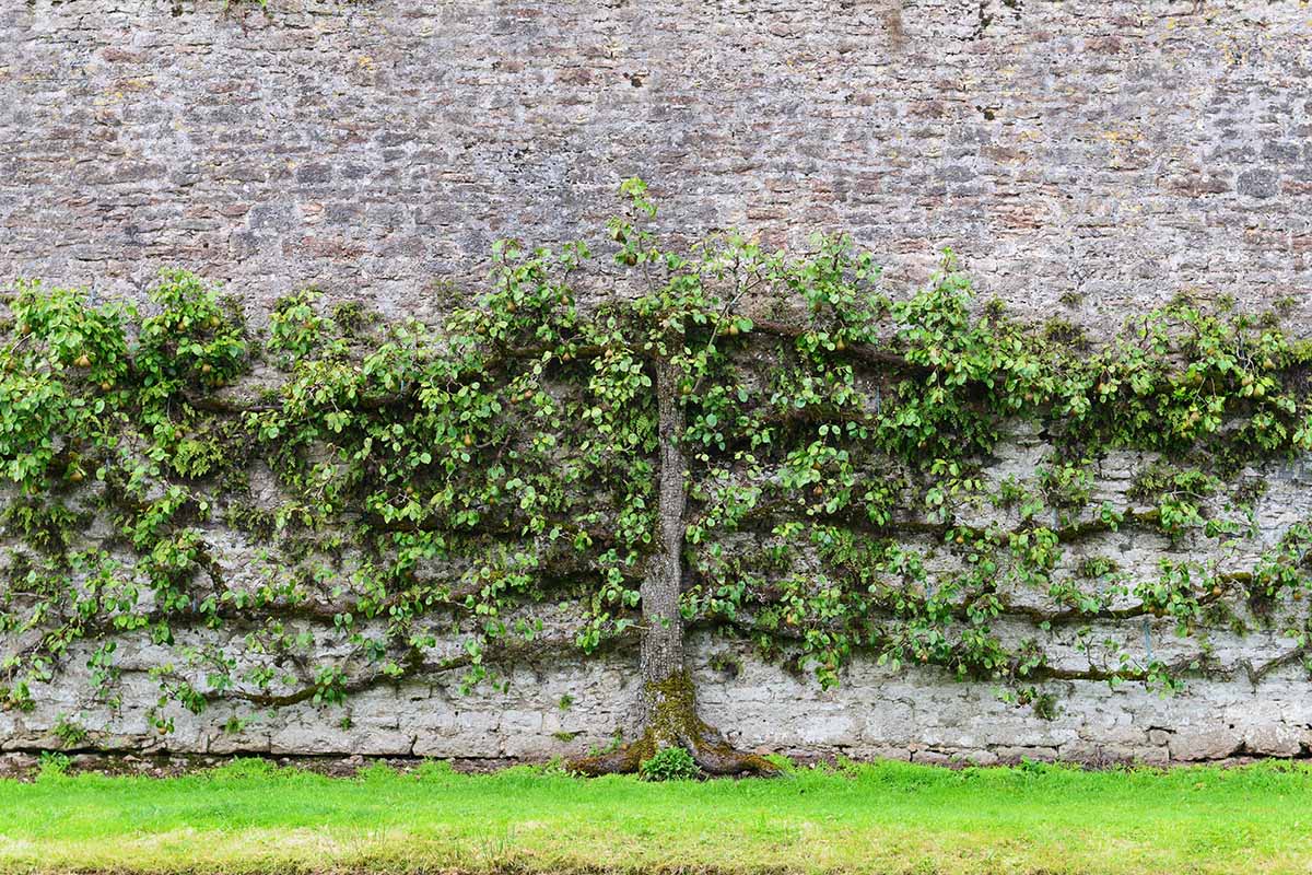 A horizontal image of a mature Pyrus trained to grow along a stone wall.