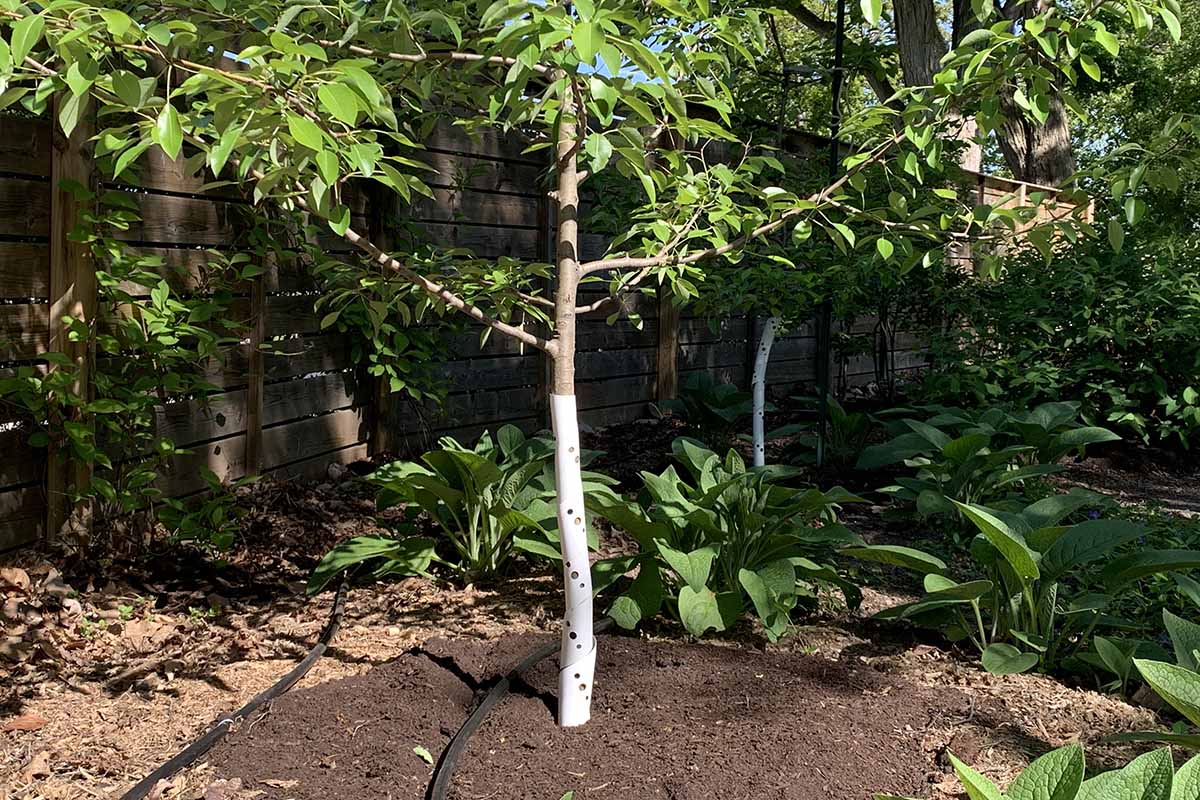 A horizontal image of a young pear growing in the garden with a plastic protector round its trunk and a drip irrigation line on the side.