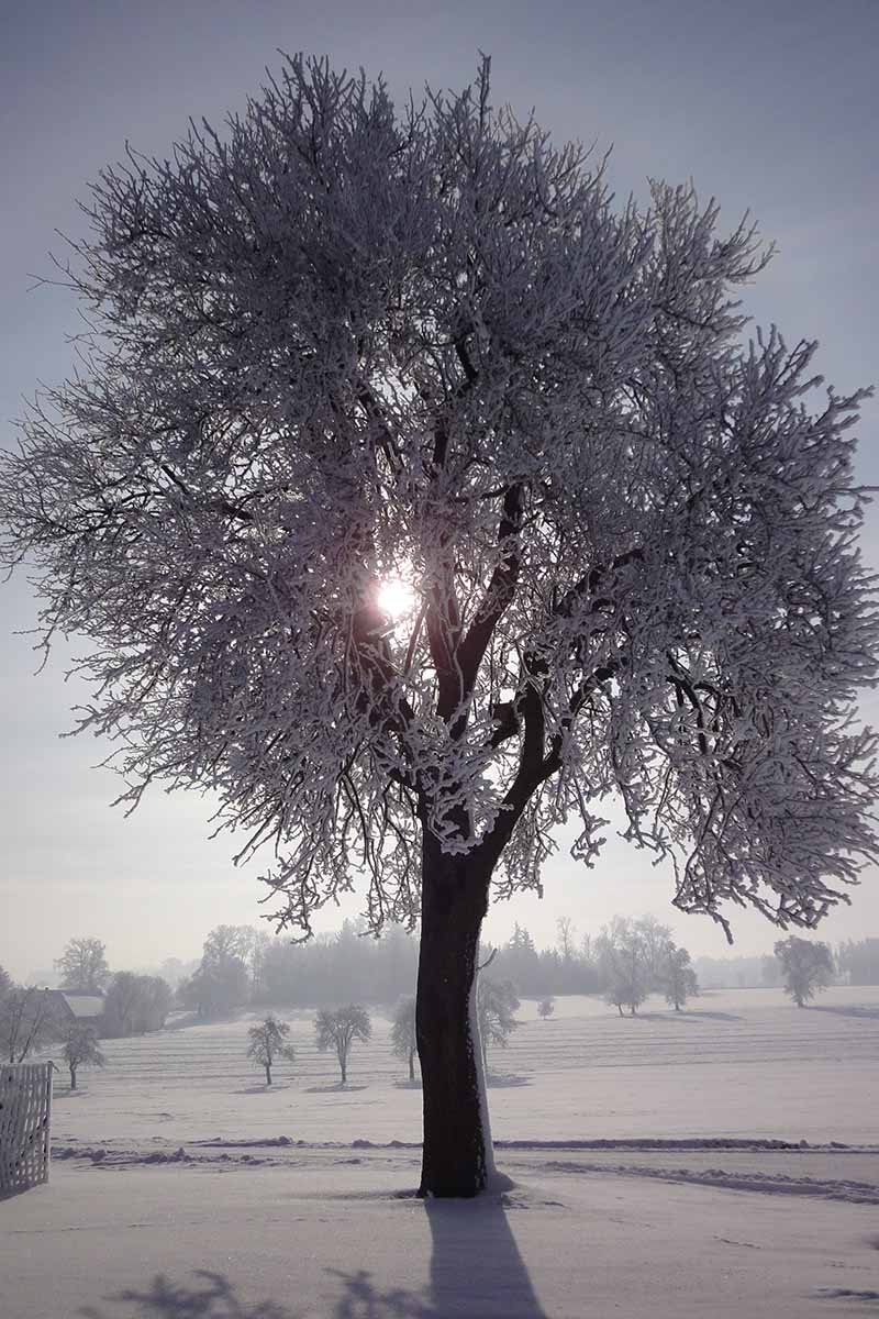 A vertical image of a large pear growing in a snowy winter landscape in light sunshine.