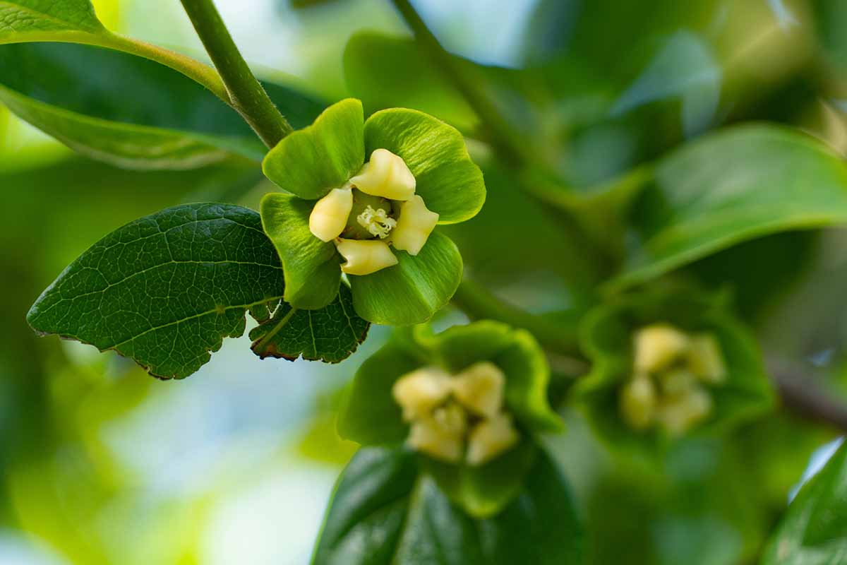 A close up horizontal image of persimmon flowers growing on the tree pictured on a soft focus background.